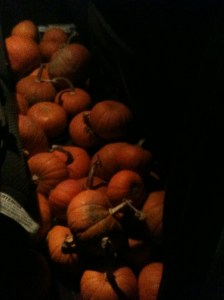 Pumpkins   Rebecca Price     Photography