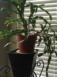 Starter from Aunt Grace  Columbia, SC  in 2012